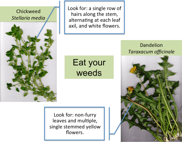 eat your weeds
