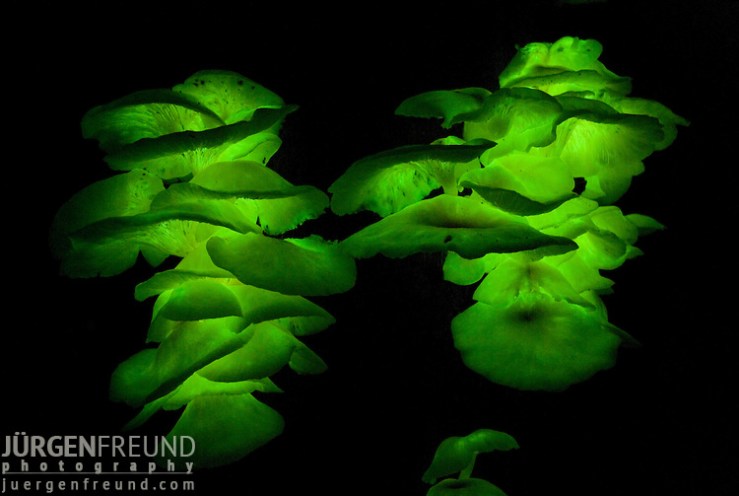 bioluminescent mushrooms